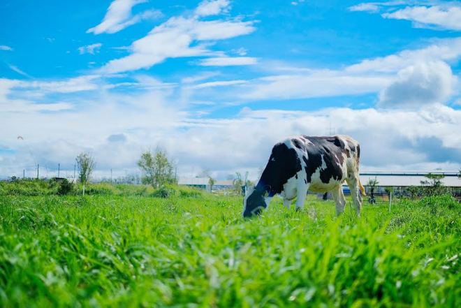  Organic – Xu hướng sống xanh khởi nguồn từ ly sữa hữu cơ thuần khiết ảnh 3